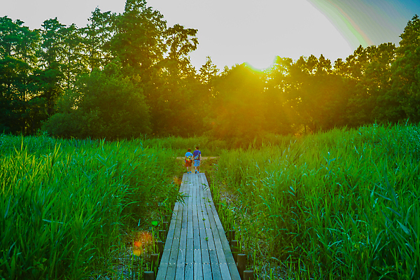 포토 JPG 해외이미지 공원 자연 하늘 사람없음 여름 일본 도쿄 저녁 수분 해외202310 해외포토 계절 공공시설 아시아 야간 생태계 파일형식