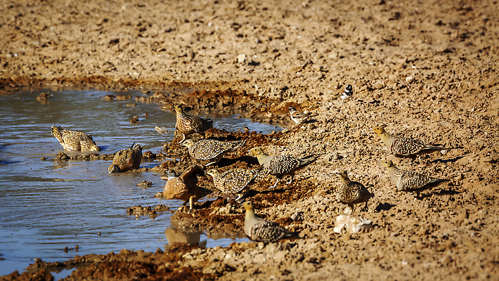포토 JPG 해외이미지 동물 야생동물 아프리카 자연 조류 파노라마 국립공원 사람없음 물 관광지 사막 보호 사파리 나미비아 남아프리카 보츠와나 보호구역 칼라하리 건조기후 해외202310 해외포토 자연요소 공원 나라 여행 컨셉 촬영기법 생태계 구역 파일형식
