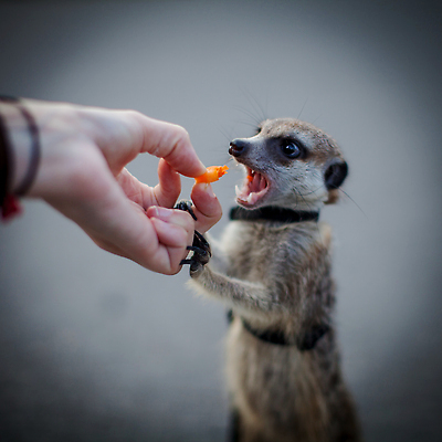 포토 JPG 해외이미지 동물 야생동물 백그라운드 포유류 자연 친절 생물 털 동물원 경고 경비 사람없음 갈색 당근 손상 흰색 방어 수비 보호 작음 먹기 집중 슛 조심 주둥이 경보 남아프리카 미어캣 주목 칼라하리 카피스페이스 해외202310 해외포토 컬러 컨셉 모션 아프리카 뿌리채소 어류 안전 공백 사막 크기 생태계 파일형식