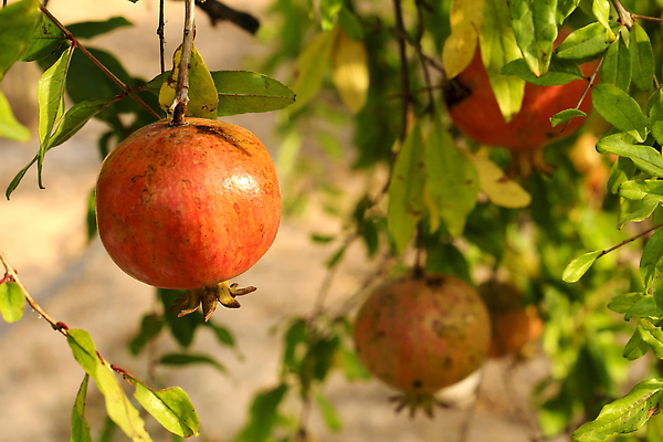 포토 JPG 해외이미지 나무 길 음식 분홍색 조각 잎 농업 다이어트 오렌지 과일 재료 부분 자연 매달리기 건강 사람없음 빨간색 수확 흰색 나뭇가지 신선 그룹 스페인 달콤 작음 낟알 자르기 지중해 유기농 날것 석류 덩어리 내추럴 그라나다 숙성 스페인어 알리칸테 채식주의자 해외202310 해외포토 식물 웰빙 유럽 산업 바다 컬러 모션 맛 크기 생태계 채식 파일형식