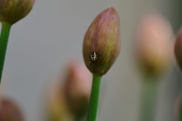 포토 JPG 해외이미지 식물 동물 사람없음 야외 환경 정원 닫기 작음 허브 거미 쪽파 동물상 해외202310 해외포토 곤충 모션 조형물 크기 파 파일형식