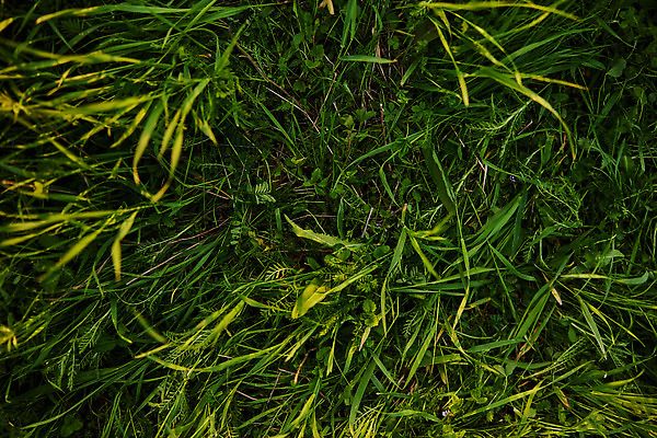 포토 JPG 해외이미지 식물 디자인 스포츠 컬러 백그라운드 잎 패턴 밭 자연 벽지 추상 잔디 사람없음 야외 가로 초록색 여름 우주 환경 봄 활발 성장 신선 닫기 땅 허브 원예 질감 조경 땅바닥 생태학 카피스페이스 그리너리 비어있는 해외202310 해외포토 계절 교육 컨셉 무늬 농업 모션 바닥 취미 공백 생태계 파일형식 트랜드컬러