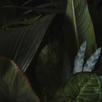 포토 JPG 해외이미지 나무 식물 디자인 여행 백그라운드 컨셉 잎 꽃무늬 패턴 자연 벽지 추상 휴가 아이디어 프레임 손바닥 그림자 미술 사람없음 장식 초록색 컬러풀 뷰티 유행 우주 정원 검은색 어둠 봄 수확 나뭇가지 숲 질감 하와이 내추럴 이국적 그리너리 미니멀 해외202310 해외포토 손 계절 꽃 컬러 무늬 농업 문화예술 미국 생태계 파일형식 트랜드컬러