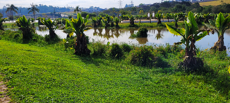 포토 JPG 해외이미지 식물 공원 꽃 호수 분홍색 여행 백그라운드 잎 자연 휴식 연꽃 풍경 사람없음 초록색 물 여름 뷰티 정원 젖음 벚꽃 흰색 시골 개화 황무지 남아메리카 습지 백합 꽃가루 브라질 내추럴 생태학 평야 수평선 해외202310 해외포토 자연요소 계절 공공시설 교육 컬러 컨셉 아메리카 가루 생태계 파일형식