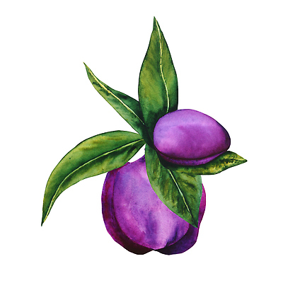 포토 JPG 해외이미지 식물 디자인 꽃잎 꽃 잎 꽃무늬 일러스트 자연 벽지 미술 사람없음 야외 그래픽 장식 초록색 세트 정원 검은색 봄 낭만 수확 성장 벚꽃 흰색 직물 인사 신용카드 개화 인쇄 스케치 오브젝트 그림 손그림 내추럴 조립 고립 엘리먼트 해외202310 해외일러스트 계절 컬러 컨셉 무늬 농업 문화예술 금융 예절 생태계 파일형식