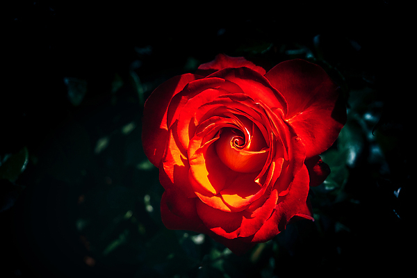 포토 JPG 해외이미지 식물 꽃잎 꽃 컬러 백그라운드 잎 꽃무늬 자연 발렌타인데이 선물 사랑 사람없음 초록색 여름 뷰티 장미 정원 봄 벚꽃 흰색 신선 싱글 해외202310 해외포토 계절 감정 무늬 데이이벤트 생태계 파일형식