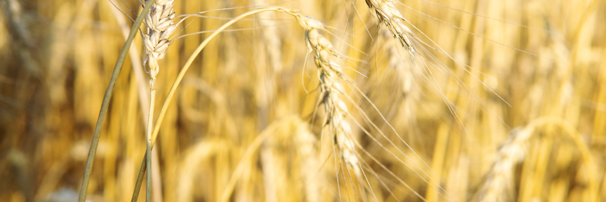 포토 JPG 해외이미지 식물 구름 배너 줄기 백그라운드 밭 농업 자연 하늘 씨앗 사람없음 야외 빛 농작물 햇빛 농장 농경지 노란색 우주 수확 성장 시골 작업 황금 낟알 시리얼 밀 귀 밀짚 내추럴 개발 밭일 해외202310 해외포토 자연요소 산업 음식 컬러 곡류 신체부위 태양 짚 생태계 파일형식