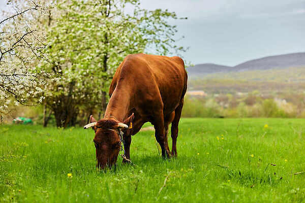 포토 JPG 해외이미지 동물 한마리 응시 밭 농업 포유류 자연 하늘 날씨 뿔 육류 서기 풍경 사람없음 야외 가로 농장 가축 목장 소고기 우유 시골 소 고독 방목 혀 확인 황소 코 장면 주둥이 수의사 기르기 돌봄 밭일 카피스페이스 해외202310 해외포토 1 시선 감정 산업 식재료 모션 유제품 신체부위 공백 의사 입 축산업 생태계 파일형식