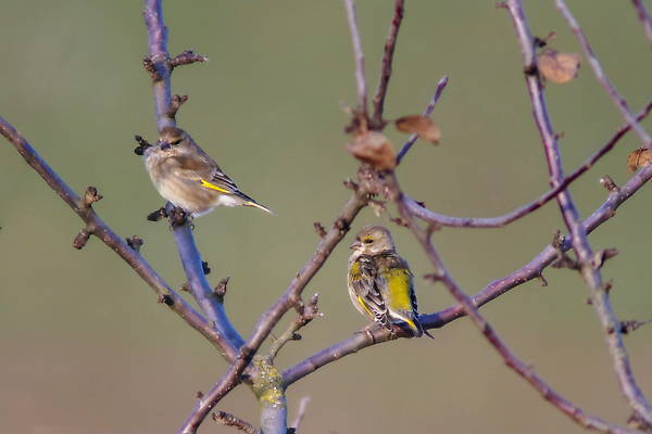 포토 JPG 해외이미지 동물 공원 야생동물 백그라운드 노래 자연 조류 휴식 앉기 사람없음 야외 목재 뷰티 환경 정원 나뭇가지 막대기 황무지 작음 가슴 깃털 꼬리 부리 내추럴 궤 동물상 유라시아 해외202310 해외포토 나무 공공시설 유럽 아시아 음악 컨셉 재료 모션 신체부위 조형물 크기 생태계 파일형식