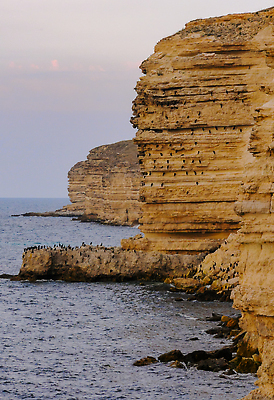 포토 JPG 해외이미지 야생동물 바다 조류 풍경 해변 사람없음 물 절벽 바위 부식 물새 동물상 블러 지질학 무너짐 해외202310 해외포토 자연요소 동물 교육 모션 조형물 돌_바위 파일형식