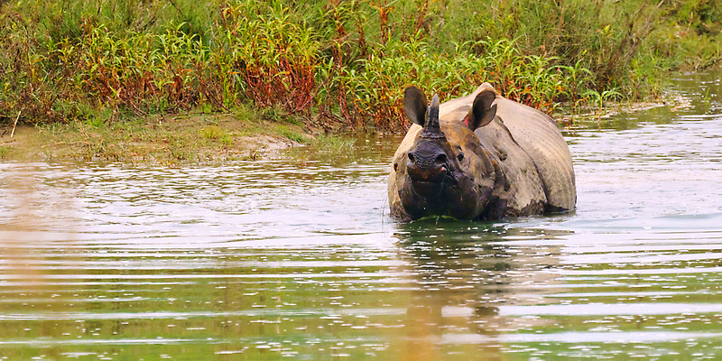 포토 JPG 해외이미지 동물 척추동물 공원 야생동물 여행 자연 휴가 휴식 뿔 항해 국립공원 동양인 사람없음 환경 다양 행운 보호 숲 사파리 생태계 생물학 네팔 코뿔소 서식지 동물상 무료 보호구역 생태학 원정 해외202310 해외포토 공공시설 교육 아시아 다수 컨셉 배_교통 포유류 인종 조형물 구역 파일형식