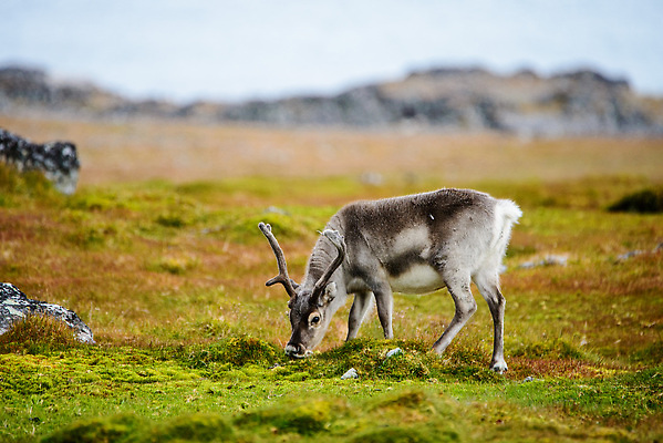 포토 JPG 해외이미지 동물 야생동물 여행 백그라운드 겨울 포유류 자연 사슴 뿔 노르웨이 핀란드 사람없음 야외 여름 파란색 흰색 북극 북쪽 알래스카 내추럴 그린란드 순록 스칸디나비아 해외202310 해외포토 계절 유럽 컬러 섬 북유럽 덴마크 미국 극지방 방향 생태계 파일형식