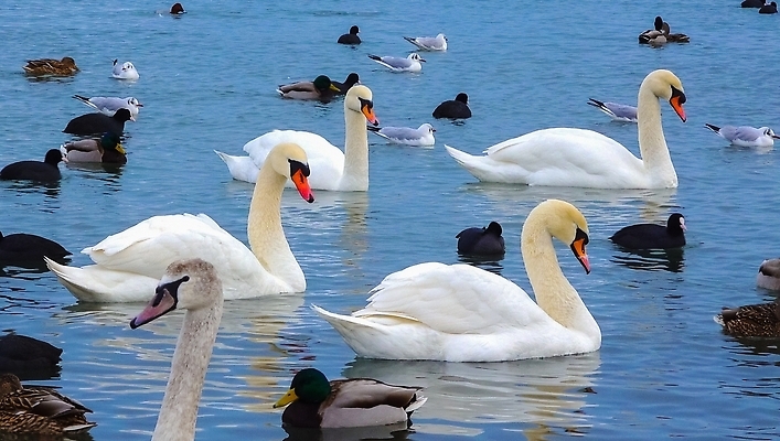 포토 JPG 해외이미지 동물 야생동물 바다 백그라운드 겨울 날개 자연 갈매기 조류 오리 풍경 사람없음 수영 먹이 깃털 기중기 부리 백조 해안도시 청둥오리 해외202310 해외포토 계절 수상스포츠 도시 중장비 생태계 파일형식