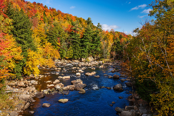 포토 JPG 해외이미지 나무 계절 컬러 단풍 잎 오렌지 자연 풍경 사람없음 야외 목재 빨간색 초록색 컬러풀 노란색 활발 가을 시골 황금 숲 10월 내추럴 해외202310 해외포토 식물 컨셉 과일 재료 날짜 생태계 파일형식