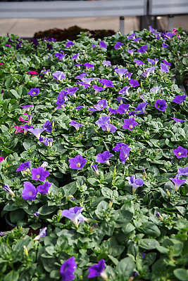 포토 JPG 해외이미지 식물 디자인 계절 꽃잎 꽃 분홍색 컬러 백그라운드 컨셉 꽃무늬 비즈니스 자연 종류 선물 사람없음 장식 빨간색 초록색 여름 파란색 컬러풀 뷰티 바구니 정원 보라색 성장 신선 개화 센터 냄비 소프트포커스 꽃집 무역 진열장 원예 냄새 아로마 많음 피튜니아 해외202310 해외포토 산업 무늬 촬영기법 취미 상점 솥 생태계 파일형식