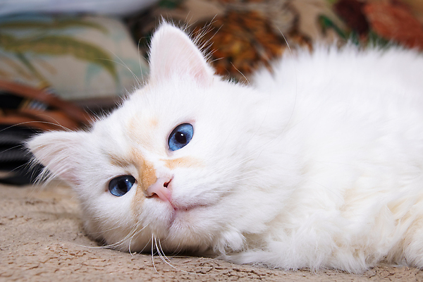 포토 JPG 해외이미지 사람없음 반려동물 눕기 귀여움 고양이 흰색 안락 해외202310 해외포토 동물 컬러 컨셉 포유류 모션 파일형식