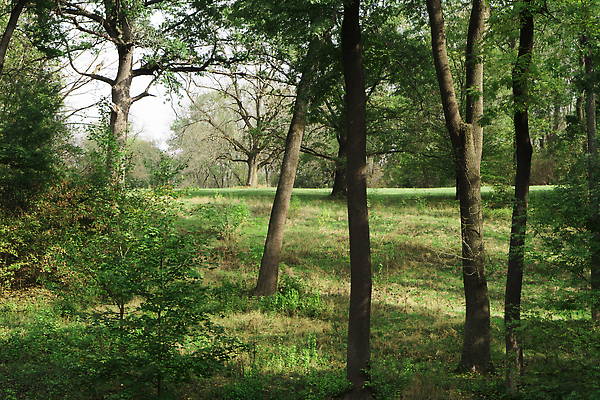 포토 JPG 해외이미지 나무 계절 공원 길 여행 백그라운드 잎 자연 하늘 아침 날씨 이끼 풍경 사람없음 야외 목재 초록색 여름 파란색 빛 컬러풀 햇빛 태양 뷰티 환경 맑음 봄 안개 가을 소나무 황무지 숲 장면 공상 내추럴 땅바닥 옛날 해외202310 해외포토 주간 자연요소 식물 공공시설 컬러 재료 바닥 생태계 파일형식
