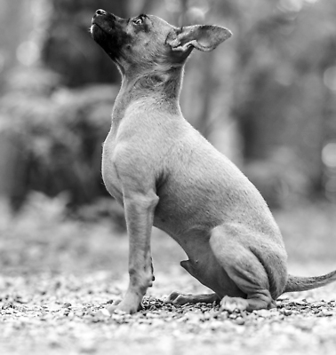 포토 JPG 해외이미지 동물 영어 옷 공원 행복 얼굴 백그라운드 포유류 자연 친절 미소 사람없음 야외 여름 반려동물 장난감 뷰티 갈색 귀여움 검은색 미니어처 흰색 아기 개 강아지 작음 테리어 귀 치와와 송곳니 기르기 러시아인 미니 총구 취급주의 순혈 해외202310 해외포토 서양인 문자 계절 공공시설 감정 컬러 컨셉 표정 경고 사람 신체부위 모형 치아 크기 생태계 돌봄 파일형식