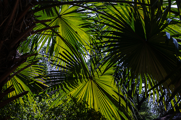 포토 JPG 해외이미지 식물 디자인 백그라운드 잎 패턴 자연 벽지 표면 추상 그림자 풍경 사람없음 장식 빛 야자수 햇빛 뷰티 환경 정원 맑음 성장 나뭇가지 신선 다발 묘사 질감 상록수 내추럴 생태학 이국적 그리너리 해외202310 해외포토 나무 교육 무늬 날씨 태양 생태계 파일형식 트랜드컬러