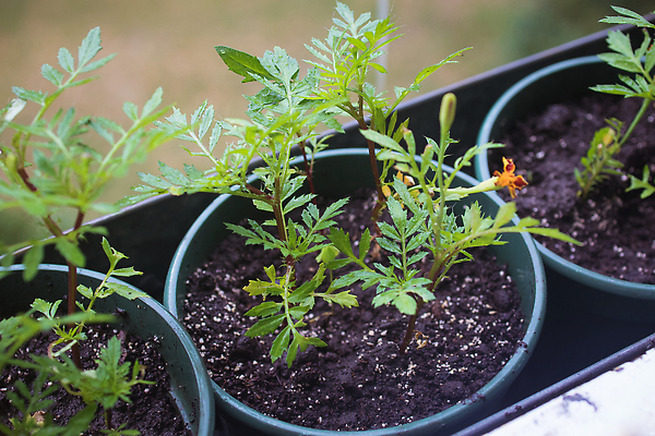 포토 JPG 해외이미지 식물 지구 줄기 채소 창문 아이디어 실내 씨앗 취미 사람없음 내부 장식 컬러풀 햇빛 농장 환경 수확 성장 공구 그룹 컨테이너 플라스틱 허브 무역 시작 싱글 생태계 상업 향기 조경 장면 유지 개발 밭일 생태학 심기 영양분 처음 많음 카피스페이스 해외202310 해외포토 교육 산업 컬러 컨셉 농업 모션 재질 태양 공백 도구 냄새 파일형식