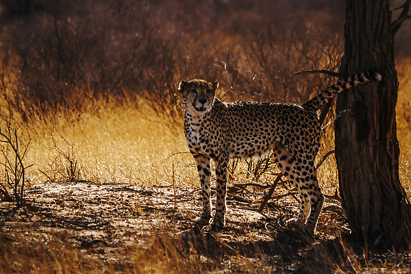 포토 JPG 해외이미지 동물 남자 야생동물 무늬 포유류 아프리카 자연 국립공원 사람없음 야외 옆모습 가로 관광지 고양이 사막 황무지 보호 사파리 치타 나미비아 남아프리카 보츠와나 보호구역 칼라하리 건조기후 해외202310 해외포토 공원 나라 뷰포인트 여행 컨셉 사람 반려동물 생태계 구역 파일형식