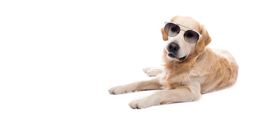 포토 JPG 해외이미지 동물 안경 백그라운드 털 성인 사람없음 반려동물 선글라스 뷰티 머리 흰색 황금 개 골든리트리버 리트리버 래브라도리트리버 거짓말 고립 기르기 유래 총구 순혈 해외202310 해외포토 잡화 컬러 포유류 사람 신체부위 돌봄 파일형식