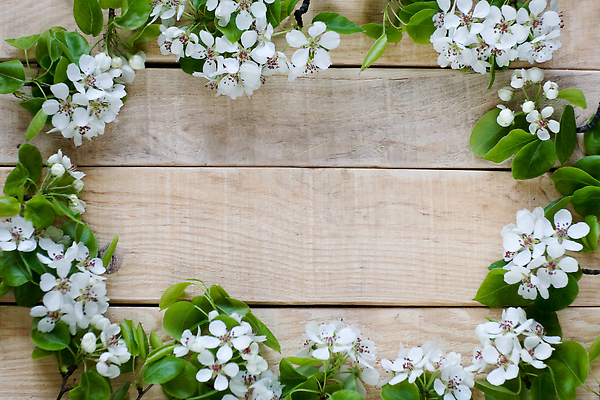 포토 JPG 해외이미지 나무 식물 꽃잎 꽃 컬러 꽃다발 결혼 백그라운드 잎 꽃무늬 패턴 텍스트 자연 표면 프레임 풍경 사람없음 목재 장식 초록색 여름 햇빛 뷰티 우주 정원 봄 활발 젖음 흰색 나뭇가지 시골 신용카드 개화 보호 숲 천 타일 유기농 질감 복고 초대 옛날 국경 해외202310 해외포토 웰빙 계절 컨셉 무늬 재료 이벤트 금융 태양 직물 생태계 파일형식