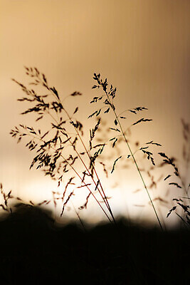 포토 JPG 해외이미지 식물 계절 꽃잎 꽃 컬러 백그라운드 컨셉 꽃무늬 밭 자연 벽지 하늘 추상 사람없음 야외 장식 초록색 빛 컬러풀 햇빛 태양 뷰티 맑음 성장 신용카드 소프트포커스 땅 질감 보케 내추럴 광 블러 엘리먼트 효과 비어있는 해외202310 해외포토 자연요소 무늬 농업 날씨 촬영기법 금융 생태계 파일형식