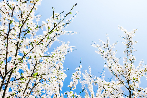 포토 JPG 해외이미지 나무 하늘색 백그라운드 자연 하늘 사람없음 벚꽃 화려 해외202310 해외포토 식물 꽃 컨셉 파란색 생태계 파일형식