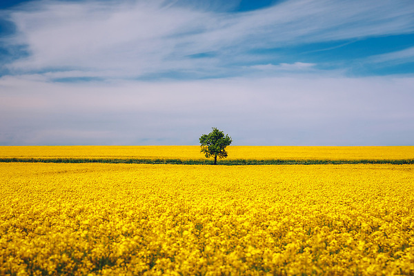 포토 JPG 해외이미지 나무 구름 계절 백그라운드 밭 농업 자연 하늘 풍경 사람없음 야외 가로 초록색 여름 파란색 뷰티 평화 환경 맑음 고요 봄 전원 시골 고독 땅 언덕 유채 싱글 혼자 수평선 해외202310 해외포토 자연요소 식물 꽃 감정 산업 컬러 컨셉 날씨 전기에너지 생태계 파일형식