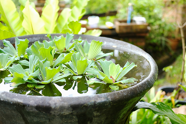 포토 JPG 해외이미지 식물 잎 자연 사람없음 야외 장식 초록색 물 여름 환경 정원 봄 성장 신선 닫기 상추 내추럴 떠남 해외202310 해외포토 자연요소 계절 컬러 채소 모션 생태계 파일형식