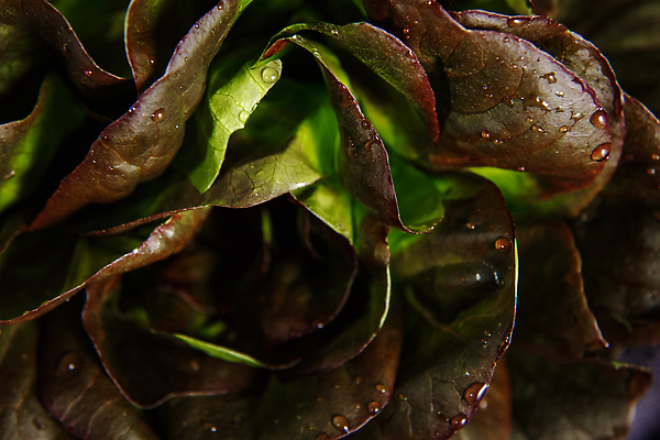 포토 JPG 해외이미지 식물 음식 백그라운드 잎 다이어트 채소 재료 자연 검은배경 건강 사람없음 초록색 샐러드 지성 성장 신선 고명 조미료 상추 허브 향신료 보따리 유기농 원예 날것 라임 비타민 건강식 해외202310 해외포토 웰빙 컬러 과일 취미 검은색 생태계 영양소 향미료 파일형식