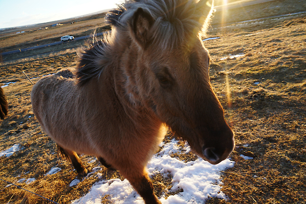 포토 JPG 해외이미지 동물 자연 북유럽 아이슬란드 사람없음 태양 일출 추위 북극 해외202310 해외포토 자연요소 유럽 노을 극지방 생태계 파일형식