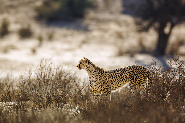 포토 JPG 해외이미지 동물 야생동물 포유류 아프리카 자연 국립공원 풍경 사람없음 야외 옆모습 가로 관광지 사막 황무지 보호 사파리 경계 서식지 치타 나미비아 남아프리카 보츠와나 보호구역 칼라하리 건조기후 해외202310 해외포토 공원 나라 뷰포인트 여행 컨셉 생태계 구역 파일형식