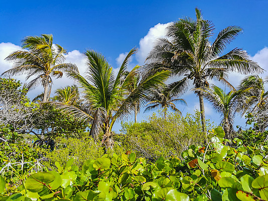 포토 JPG 해외이미지 나무 식물 모래 바다 여행 백그라운드 잎 자연 하늘 휴가 멕시코 손바닥 풍경 사람없음 초록색 여름 파란색 컬러풀 야자수 뷰티 맑음 미국 질감 코코넛 마야 내추럴 이국적 칸쿤 파라다이스 파멸 해외202310 해외포토 손 계절 컬러 컨셉 북아메리카 과일 날씨 생태계 마야문명 파일형식 소멸