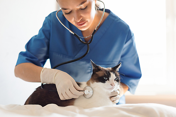 포토 JPG 해외이미지 여자 청진기 건강 병원 한명 상반신 성인 앞모습 치료 고양이 수의사 성인여자한명만 해외202310 해외포토 1 뷰포인트 포유류 의학 의료기기 사람 반려동물 의사 여자한명만 성인여자만 파일형식