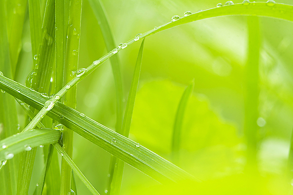 포토 JPG 해외이미지 식물 디자인 계절 공원 백그라운드 컨셉 잎 패턴 밭 자연 벽지 하늘 아침 추상 부활절 미술 잔디 사람없음 야외 아웃포커스 초록색 여름 빛 컬러풀 태양 뷰티 환경 정원 맑음 봄 성장 신선 떨어짐 소프트포커스 유기농 질감 보케 부드러움 내추럴 블러 효과 해외202310 해외포토 주간 자연요소 웰빙 공공시설 기념일 컬러 무늬 농업 날씨 문화예술 촬영기법 감각 생태계 파일형식