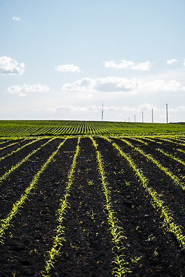 포토 JPG 해외이미지 나무 식물 계절 산업 지구 선 음식 백그라운드 잎 밭 농업 자연 하늘 아침 옥수수 풍경 사람없음 야외 초록색 여름 농작물 햇빛 농장 농경지 환경 맑음 흙 봄 수확 성장 전원 시골 신선 작음 땅 시리얼 유기농 장면 내추럴 밭일 줄서기 세련 해외202310 해외포토 주간 웰빙 컬러 모션 날씨 곡류 태양 전기에너지 크기 생태계 파일형식