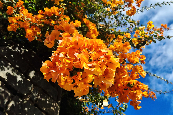 포토 JPG 해외이미지 나무 식물 공원 꽃잎 꽃 분홍색 컬러 꽃다발 백그라운드 잎 꽃무늬 자연 벽지 건강 사람없음 야외 장식 빨간색 초록색 여름 컬러풀 뷰티 정원 보라색 봄 벚꽃 나뭇가지 신선 개화 원예 질감 내추럴 해외202310 해외포토 계절 공공시설 무늬 취미 생태계 파일형식