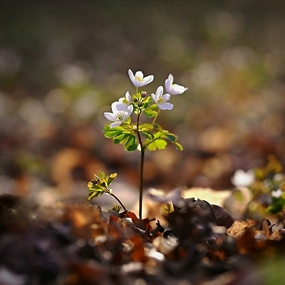 포토 JPG 해외이미지 식물 계절 꽃잎 꽃 컬러 백그라운드 잎 꽃무늬 자연 풍경 사람없음 야외 목재 초록색 빛 태양 뷰티 환경 정원 봄 들꽃 벚꽃 흰색 시골 신선 개화 닫기 숲 작음 허브 묘사 내추럴 생태학 아네모네 해외202310 해외포토 자연요소 나무 교육 무늬 재료 모션 크기 생태계 파일형식