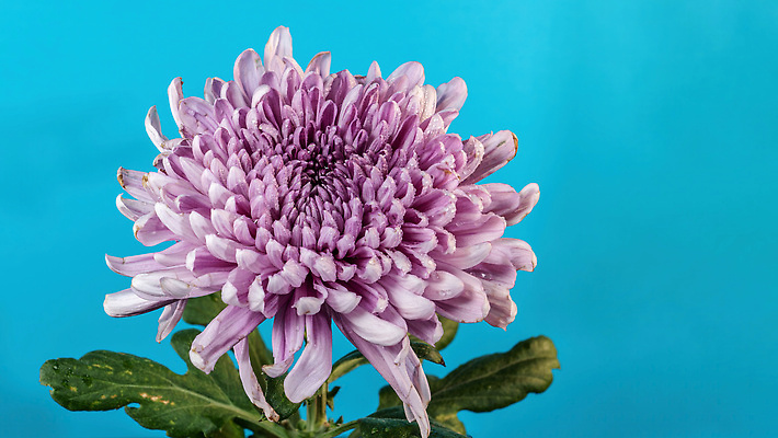 포토 JPG 해외이미지 식물 꽃 분홍색 컬러 백그라운드 잎 꽃무늬 자연 국화 사람없음 장식 여름 파란색 컬러풀 뷰티 봄 기쁨 벚꽃 5월 제비꽃 해외202310 해외포토 계절 감정 무늬 날짜 생태계 파일형식