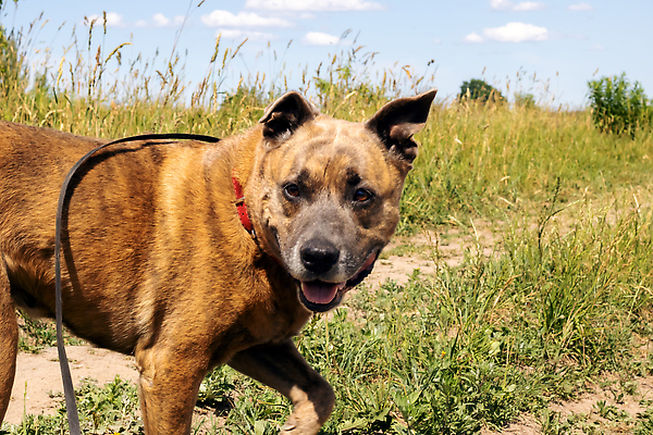 포토 JPG 해외이미지 동물 라이프스타일 공원 행복 컨셉 포유류 자연 서기 사람없음 야외 세로 반려동물 일몰 하이킹 관찰 기다림 개 강아지 숲 버리기 주인 송곳니 추적 떠남 해외202310 해외포토 공공시설 감정 모션 레저 생활 노을 치아 생태계 파일형식