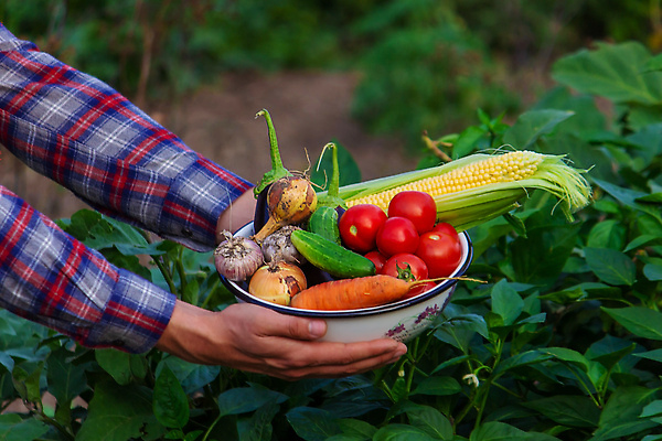 포토 JPG 해외이미지 식물 손 음식 컬러 백그라운드 잎 농업 다이어트 토마토 채소 과일 재료 자연 건강 사람 사람없음 야외 빨간색 초록색 여름 농작물 농장 바구니 정원 당근 수확 성장 시골 신선 잡기 맛 농부 수집 먹기 유기농 원예 날것 후추 내추럴 밭일 숙성 원예사 채식주의자 해외202310 해외포토 직업 웰빙 계절 산업 컨셉 모션 뿌리채소 취미 신체부위 향신료 생태계 채식 파일형식