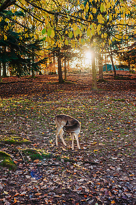 포토 JPG 해외이미지 나무 동물 계절 야생동물 컬러 여행 백그라운드 자연 아침 사슴 서기 풍경 사람없음 야외 목재 초록색 빛 햇빛 태양 뷰티 일출 환경 맑음 일몰 봄 새벽 안개 광선 가을 나뭇가지 시골 소나무 황무지 숲 공상 상록수 마법 내추럴 해외202310 해외포토 주간 자연요소 식물 재료 포유류 모션 날씨 노을 생태계 파일형식
