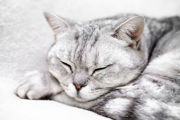 포토 JPG 해외이미지 한마리 근접촬영 사람없음 귀여움 고양이 회색 잠 반려묘 스코티쉬스트레이트 해외포토 1 뷰포인트 컬러 컨셉 포유류 반려동물 파일형식