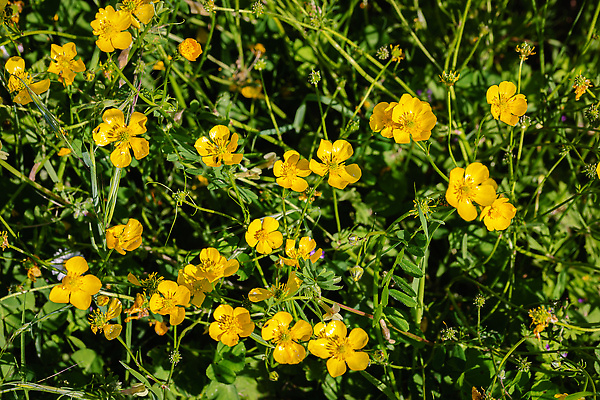 포토 JPG 해외이미지 식물 계절 꽃잎 꽃 백그라운드 꽃무늬 패턴 밭 오렌지 자연 사람없음 야외 초록색 여름 노란색 머리 봄 활발 낭만 들꽃 성장 벚꽃 시골 신선 개화 내추럴 파스텔톤 해외202310 해외포토 컬러 컨셉 무늬 농업 과일 신체부위 생태계 파일형식