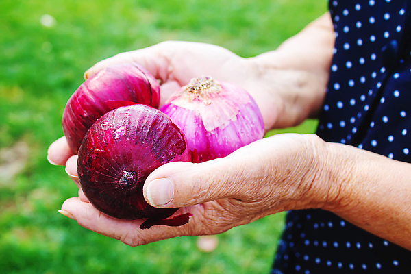 포토 JPG 해외이미지 식물 손 계절 음식 백그라운드 밭 농업 채소 과일 재료 자연 양파 노동자 건강 마늘 관리 사람없음 야외 초록색 여름 농작물 농장 정원 봄 수확 성장 시골 신선 잡기 닫기 농부 수집 유기농 국산 내추럴 숙성 채식주의자 맛있는 해외202310 해외포토 직업 웰빙 산업 컬러 모션 신체부위 생태계 채식 파일형식