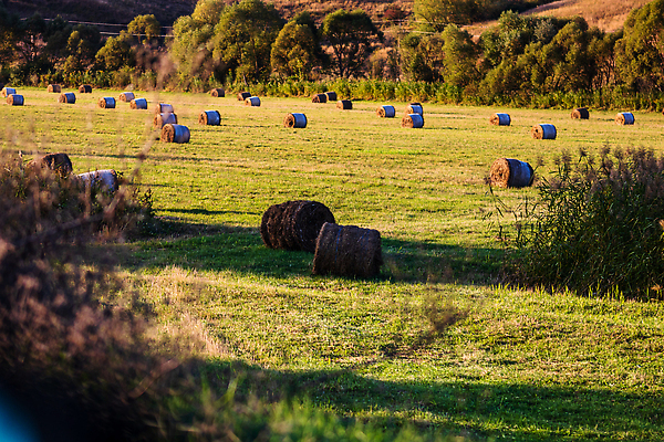 포토 JPG 해외이미지 밭 농업 풍경 사람없음 야외 농장 농경지 쌓기 수확 시골 건초더미 볏짚 땅 시리얼 보리 롤 뭉치 밀짚 밭일 수평선 해외202310 해외포토 산업 음식 모션 곡류 건초 짚 파일형식 더미