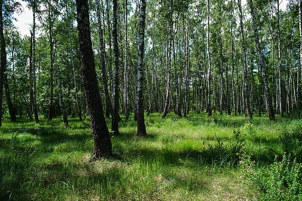 포토 JPG 해외이미지 나무 식물 계절 공원 유럽 백그라운드 잎 자연 파노라마 풍경 사람없음 야외 목재 가로 초록색 여름 빛 컬러풀 햇빛 뷰티 환경 봄 꿈 가을 전원 숲 지역 자작나무 내추럴 삼림지대 해외202310 해외포토 공공시설 나라 컬러 재료 촬영기법 태양 전기에너지 생태계 파일형식
