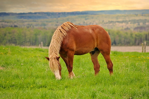 포토 JPG 해외이미지 동물 계절 남자 선 밭 포유류 자연 근육 아이슬란드 사람없음 야외 초록색 뷰티 갈색 평화 일출 고요 일몰 봄 흐름 시골 승마 황금 방목 순수 빙하 갈기 조랑말 망아지 찰과상 해외202310 해외포토 유럽 새끼 스포츠 컬러 컨셉 농업 사람 노을 말_동물 축산업 상처 생태계 파일형식